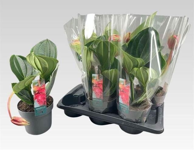 Мединилла Фламенко