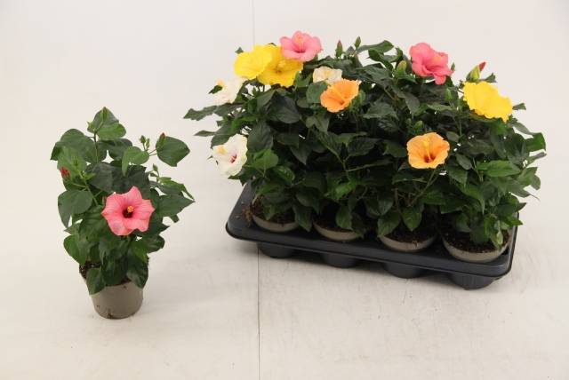 Гибискус Микс