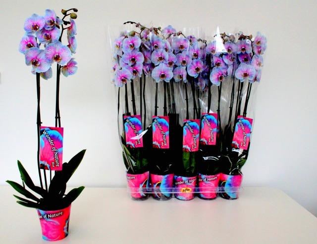 Фаленопсис крашеный