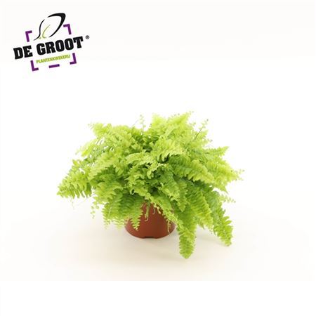 Нефролепис Бостон