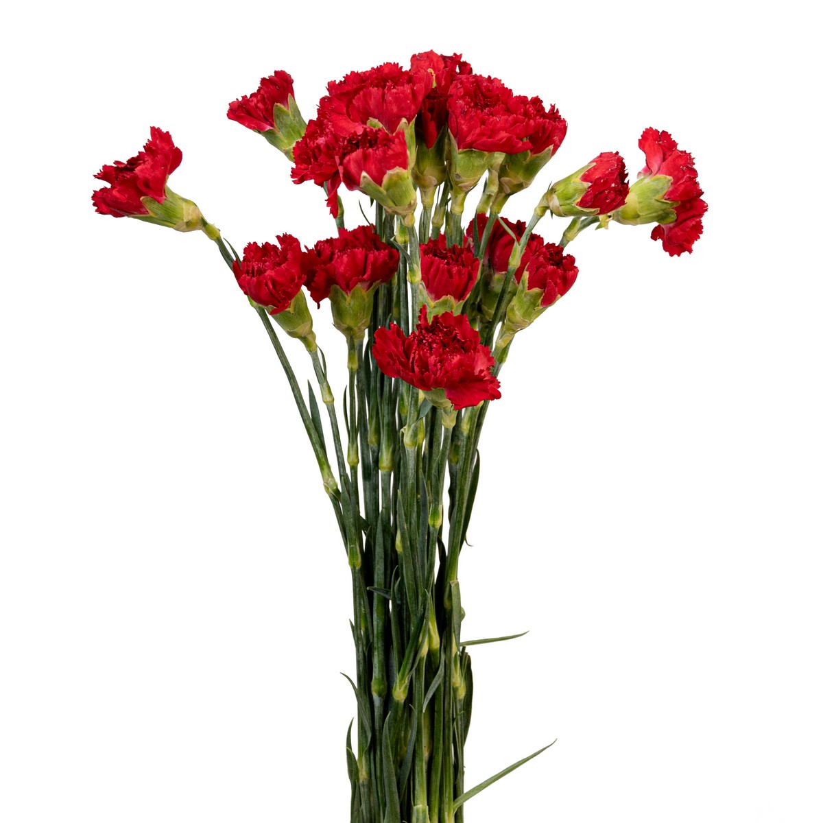 Гвоздика Ред Belen Flowers (70см/Красный) Гвоздика Ред Belen Flowers (70см/Красный)