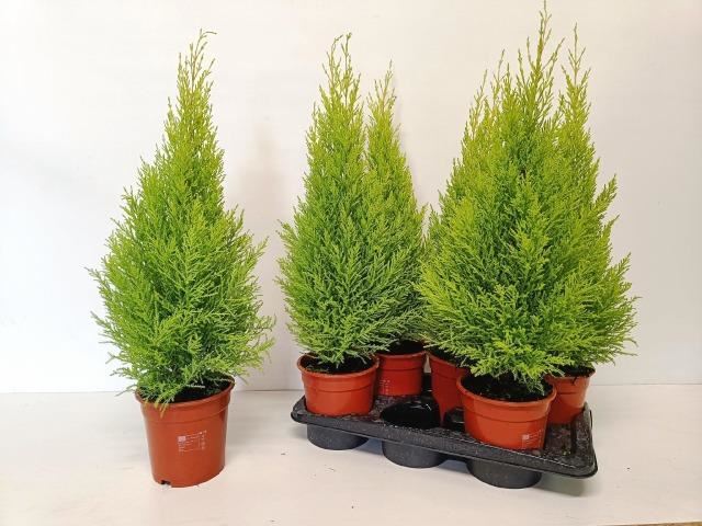 Купрессус Голдкрест Вилма