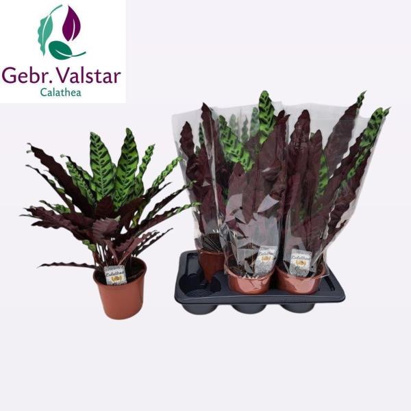 Калатея Лансифолия