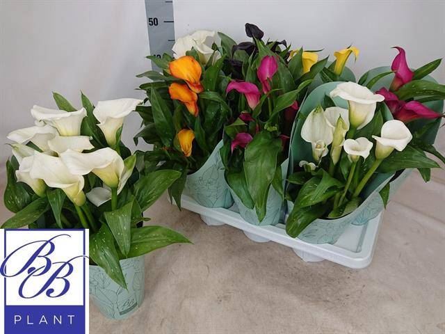 Калла Микс Р