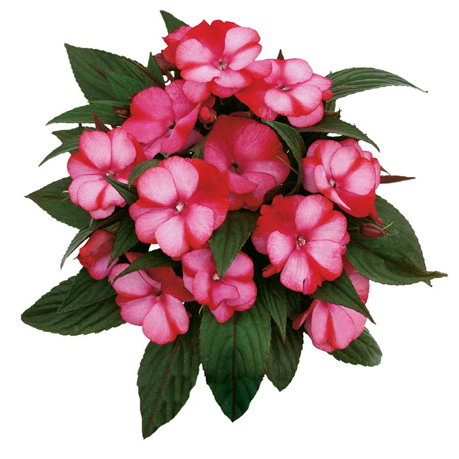 Импатиенс Новая Гвинея