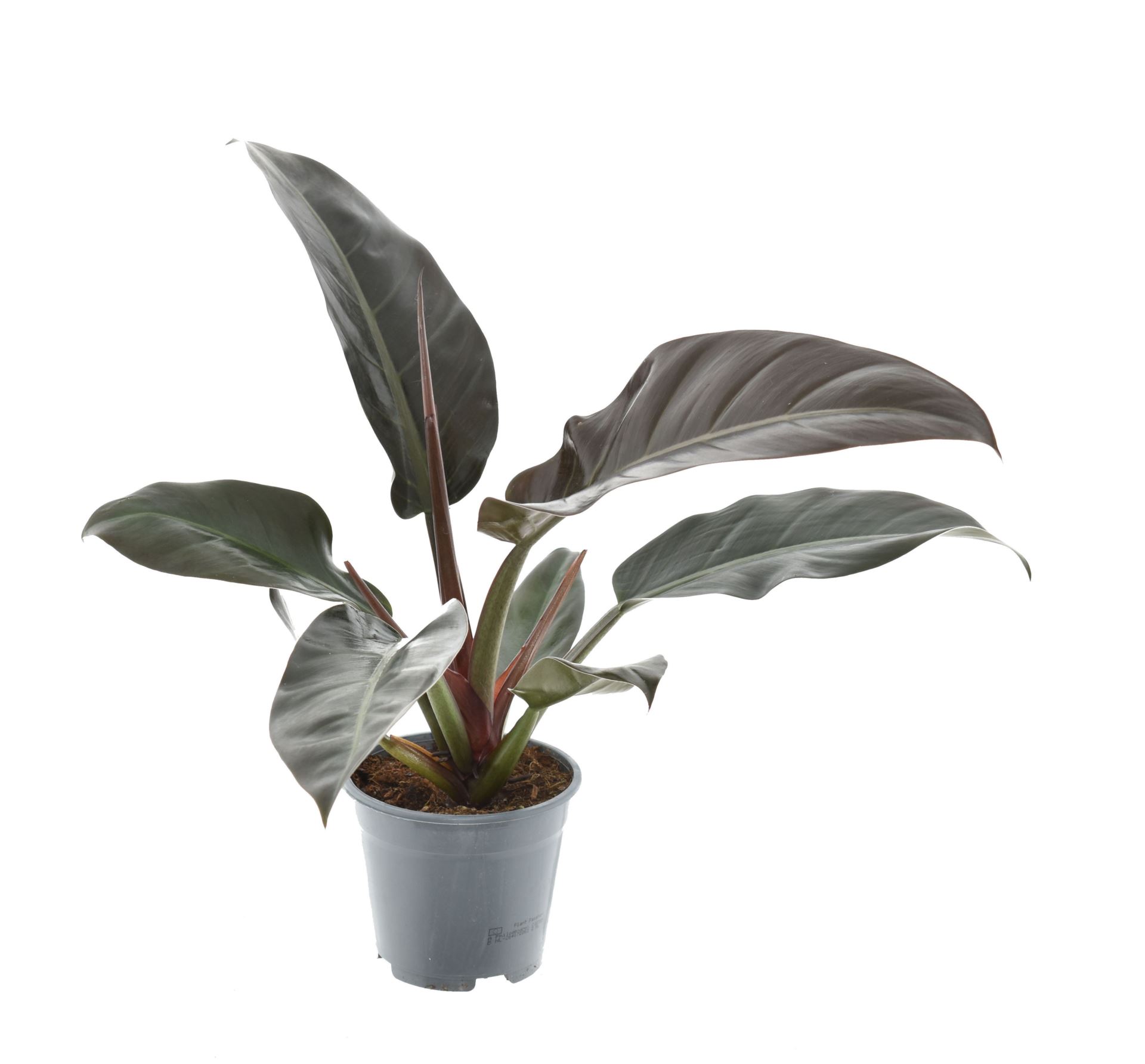 Филодендрон Империал Ред