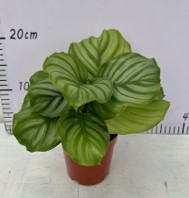 Калатея Орбифолия Ch
