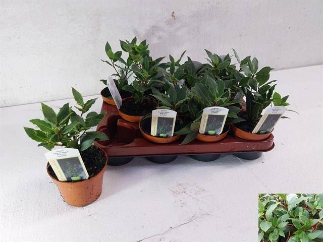 Лавр Нобилис