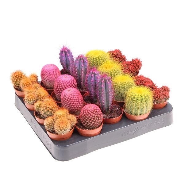 Кактус Микс крашенный