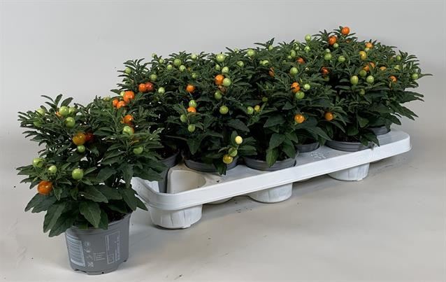 Соланум Псевдокапсикум