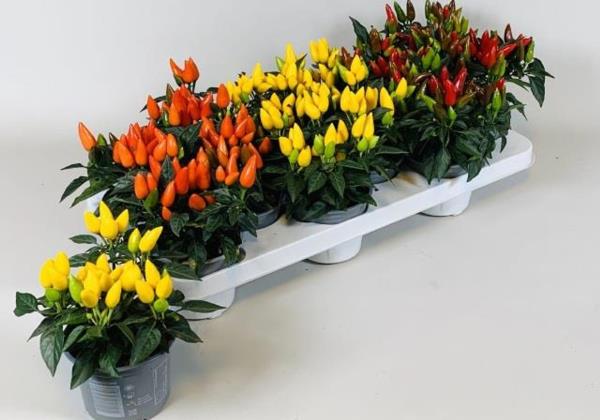 Капсикум Сальса