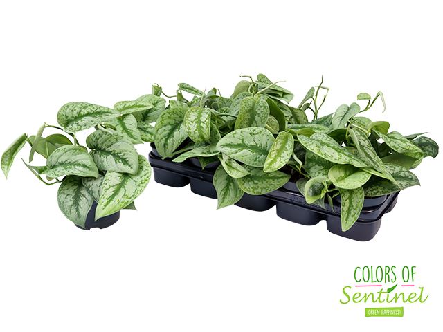 Сциндапсус Треби