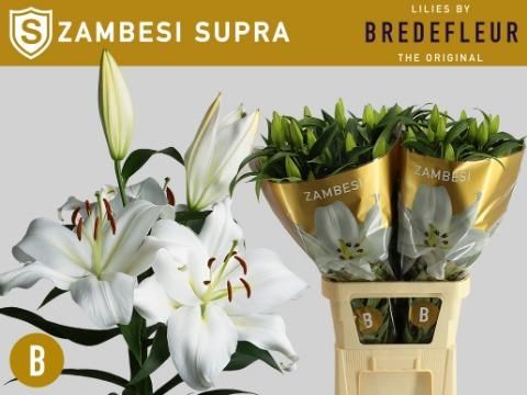 Лилия ор Замбези (Белый) Лилия ор Замбези (Белый)