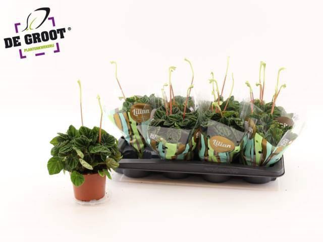 Пеперомия Лилиан