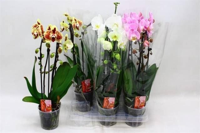 Фаленопсис Микс каскад