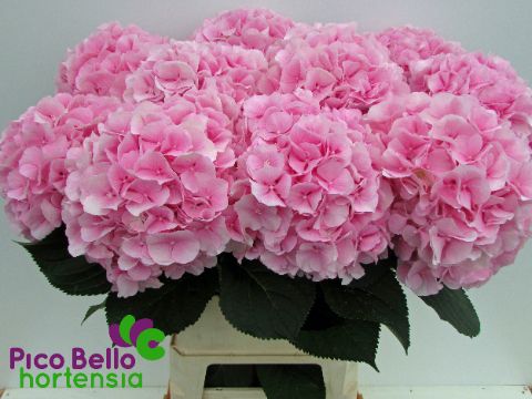 Гортензия Верена (80см/Розовый) Гортензия Верена (80см/Розовый)