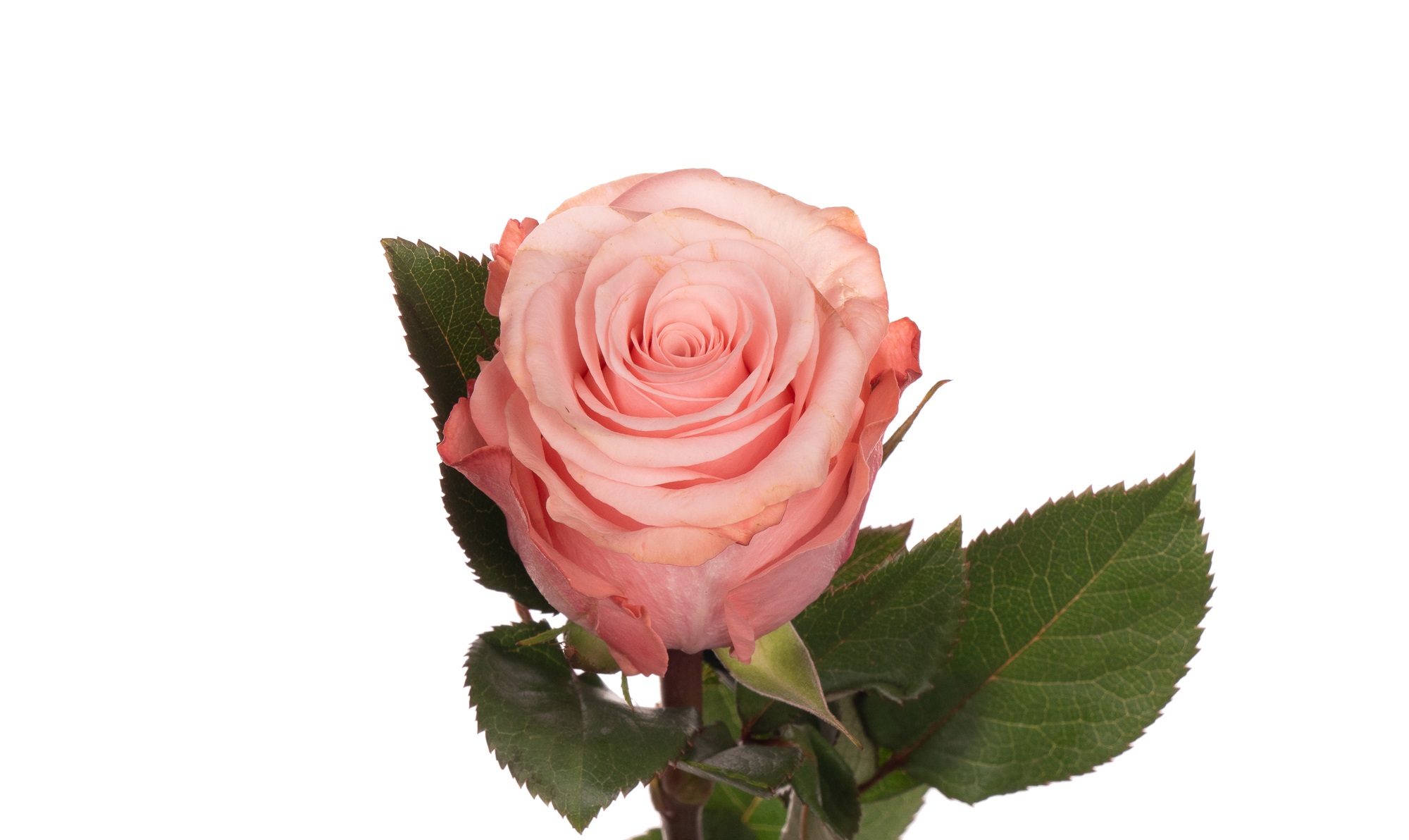 Роза Би Свит Star Roses (70см/Красный) Роза Би Свит Star Roses (70см/Красный)