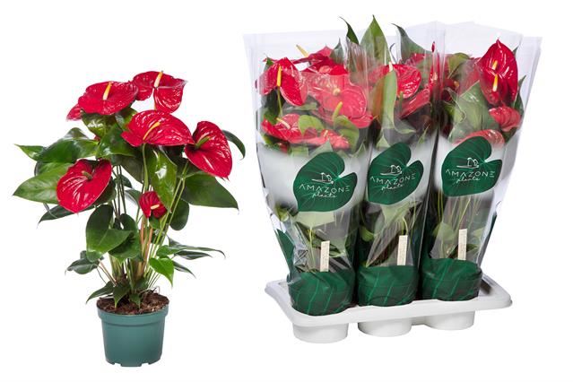 Антуриум Андр Невада