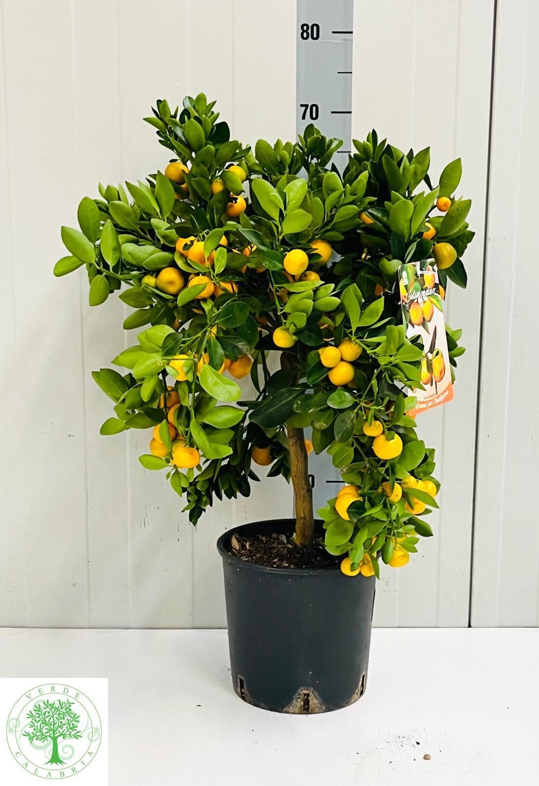 Цитрус Маргината (D24/120см)