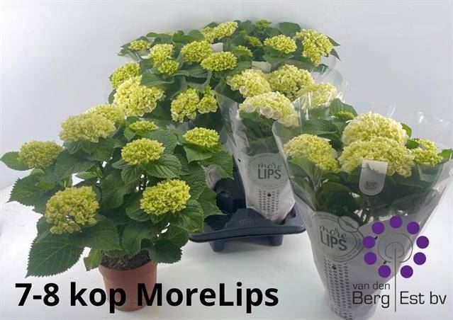 Гидрангия Кристал Палас