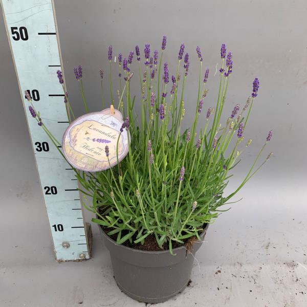Лаванда Хидкот