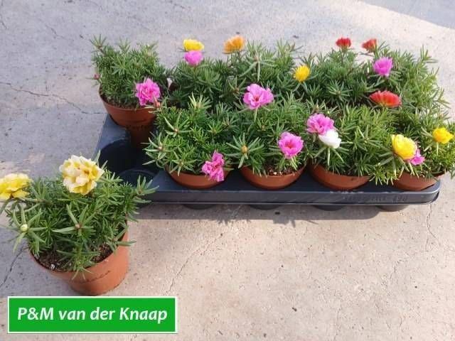 Портулак Микс