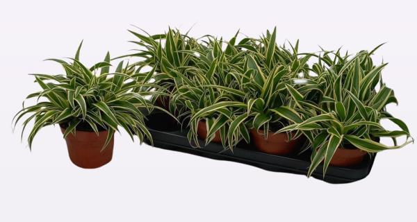 Хлорофитум Виттатум