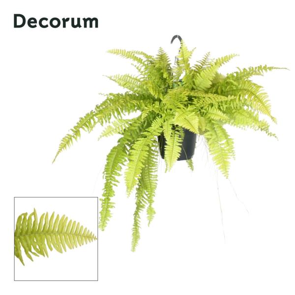 Нефролепис Блонд