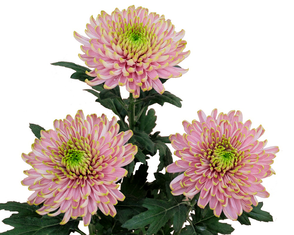 Хризантема Россано Шарлот (Биколор)