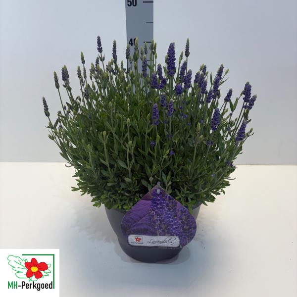 Лаванда Блю