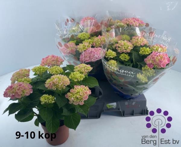 Гидрангея Пинк