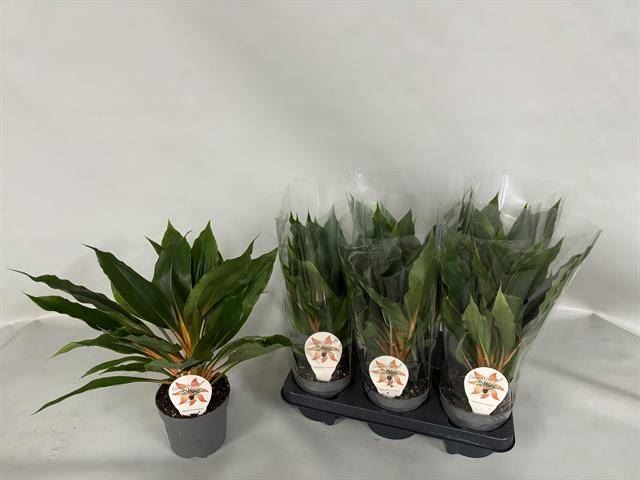 Хлорофитум Грин Оранж