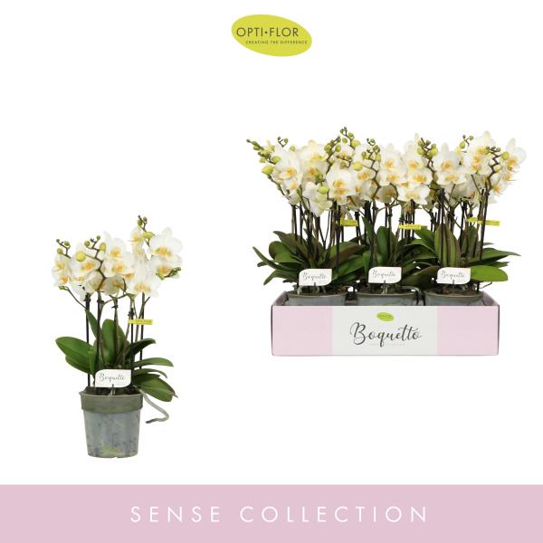 Фаленопсис Бокетто Бьюти