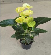 Антуриум Андр Ванила Ch