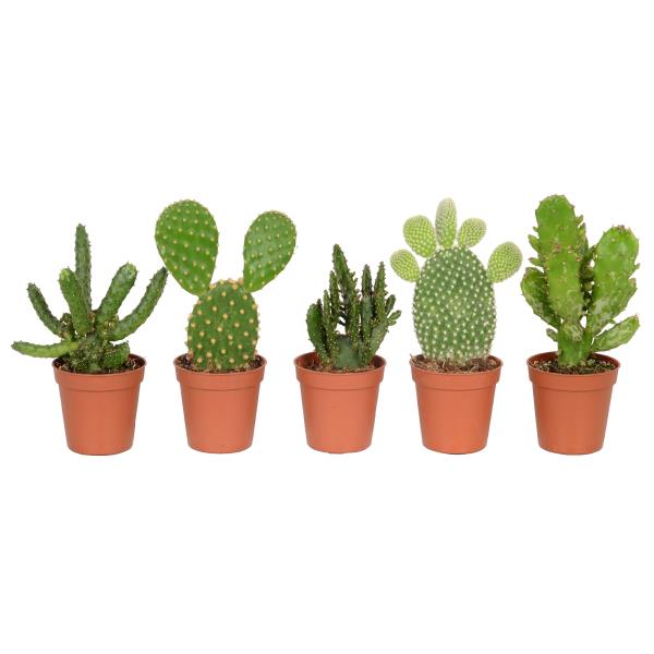 Опунция Микс