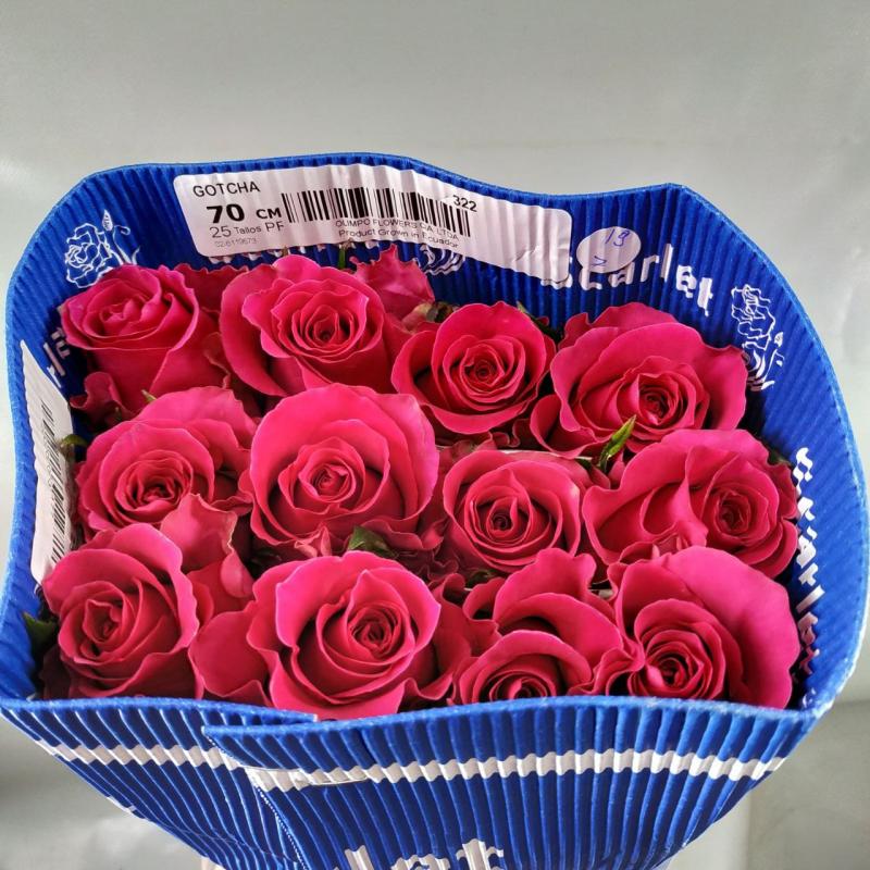 Роза Готча Olimpo Flowers (70см/Розовый) Роза Готча Olimpo Flowers (70см/Розовый)