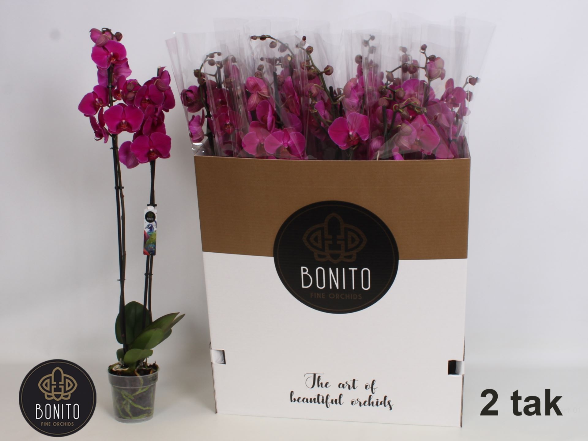 Фаленопсис Стелленбош