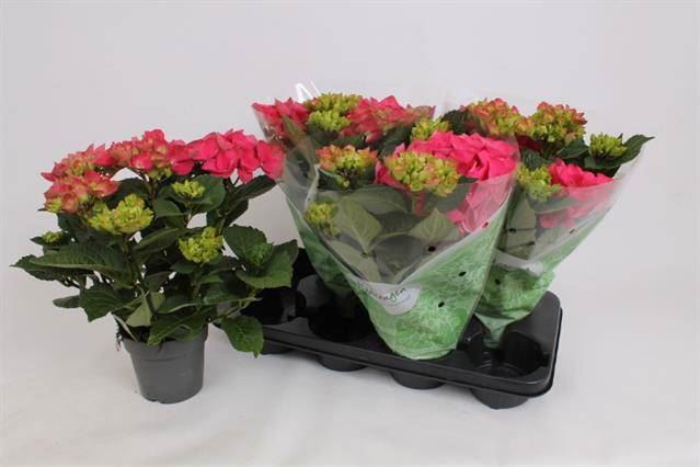 Гидрангия Хай Файер