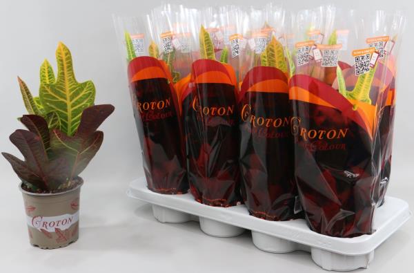 Кодиеум Микс