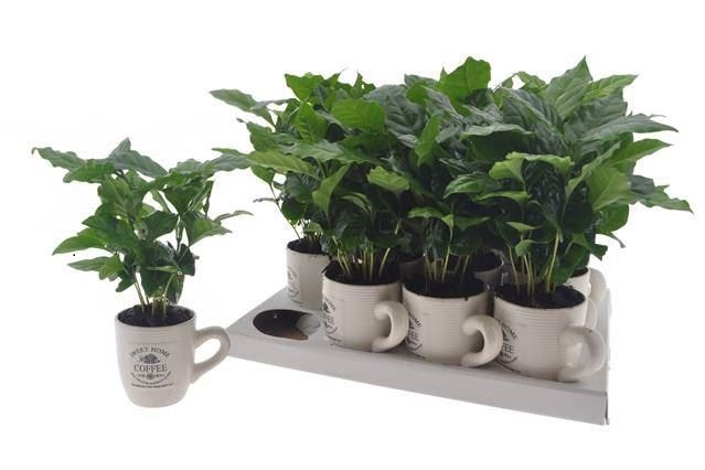 Кофе Арабика кружка