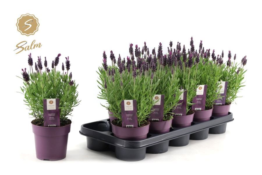 Лаванда Анук