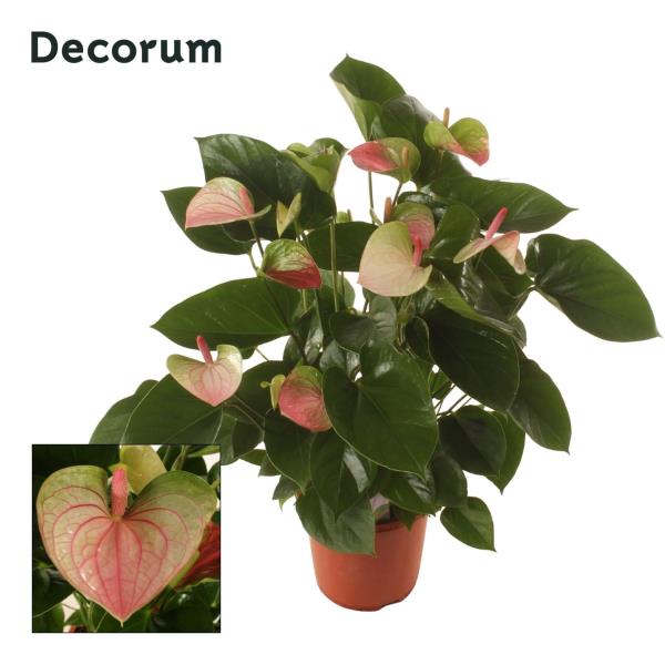 Антуриум Андр Фэнтази Лав