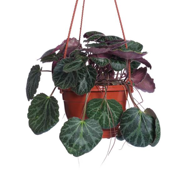 Саксифрага подвесная