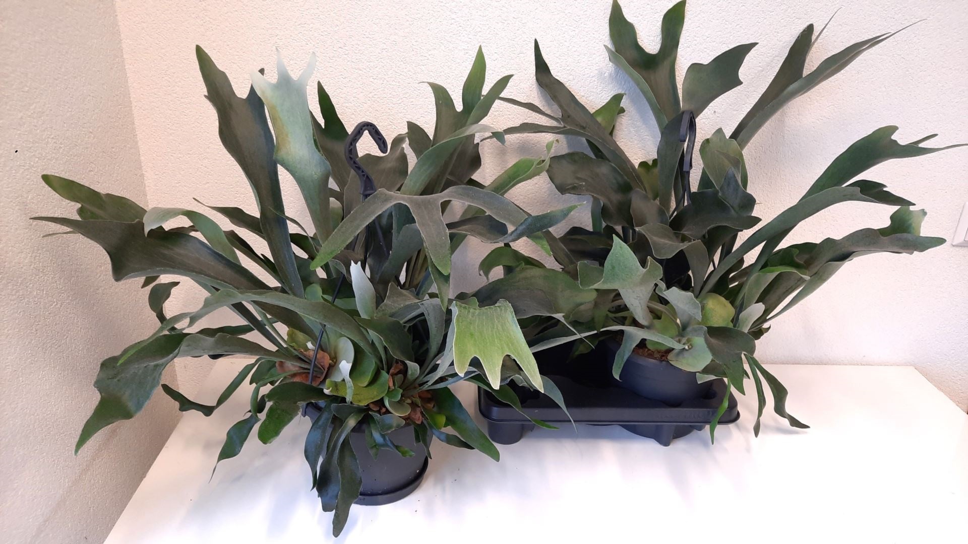 Платицериум