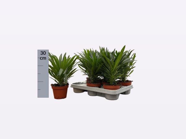 Пахиподиум Ламери