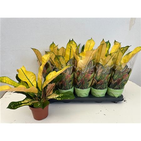 Кодиеум Вилма