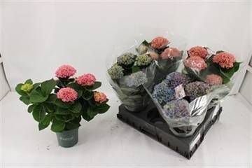 Гидрангея Мэджикал Революшен