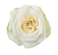 Роза Кендл Лайт Allegro Roses (70см/Биколор) Роза Кендл Лайт Allegro Roses (70см/Биколор)