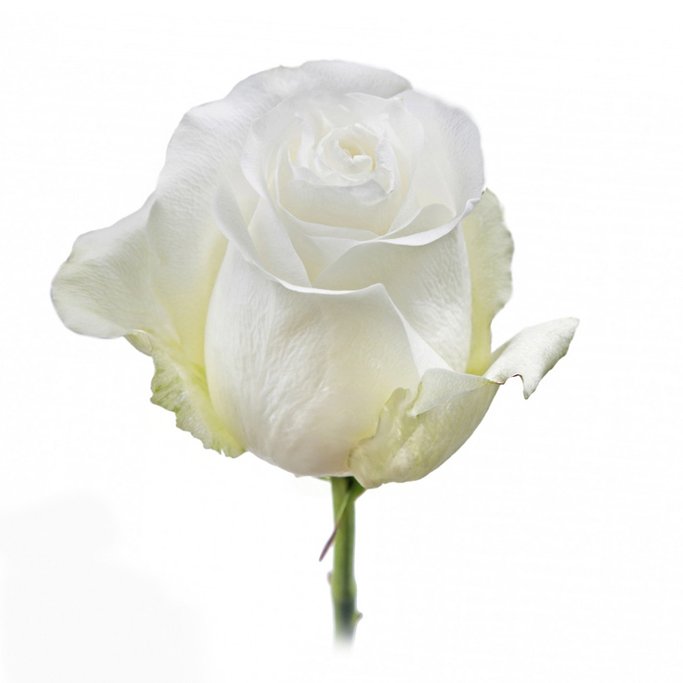 Роза Прауд Rosas del Corazon (60см/Белый) Роза Прауд Rosas del Corazon (60см/Белый)