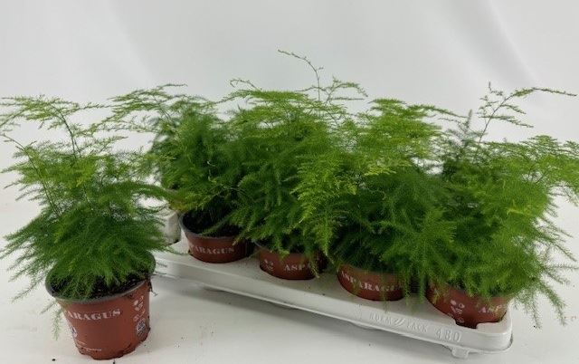 Аспарагус Сетацеус